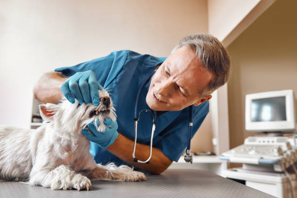 Best 24-Hour Emergency Dental Care in Lake Shore, UT